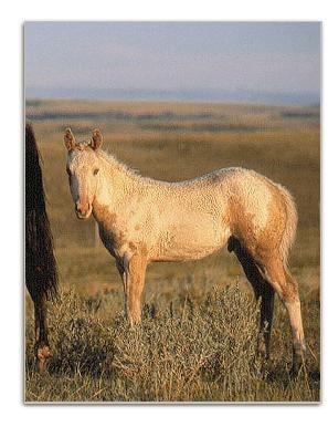 colt owned by Gordon Plain Bull