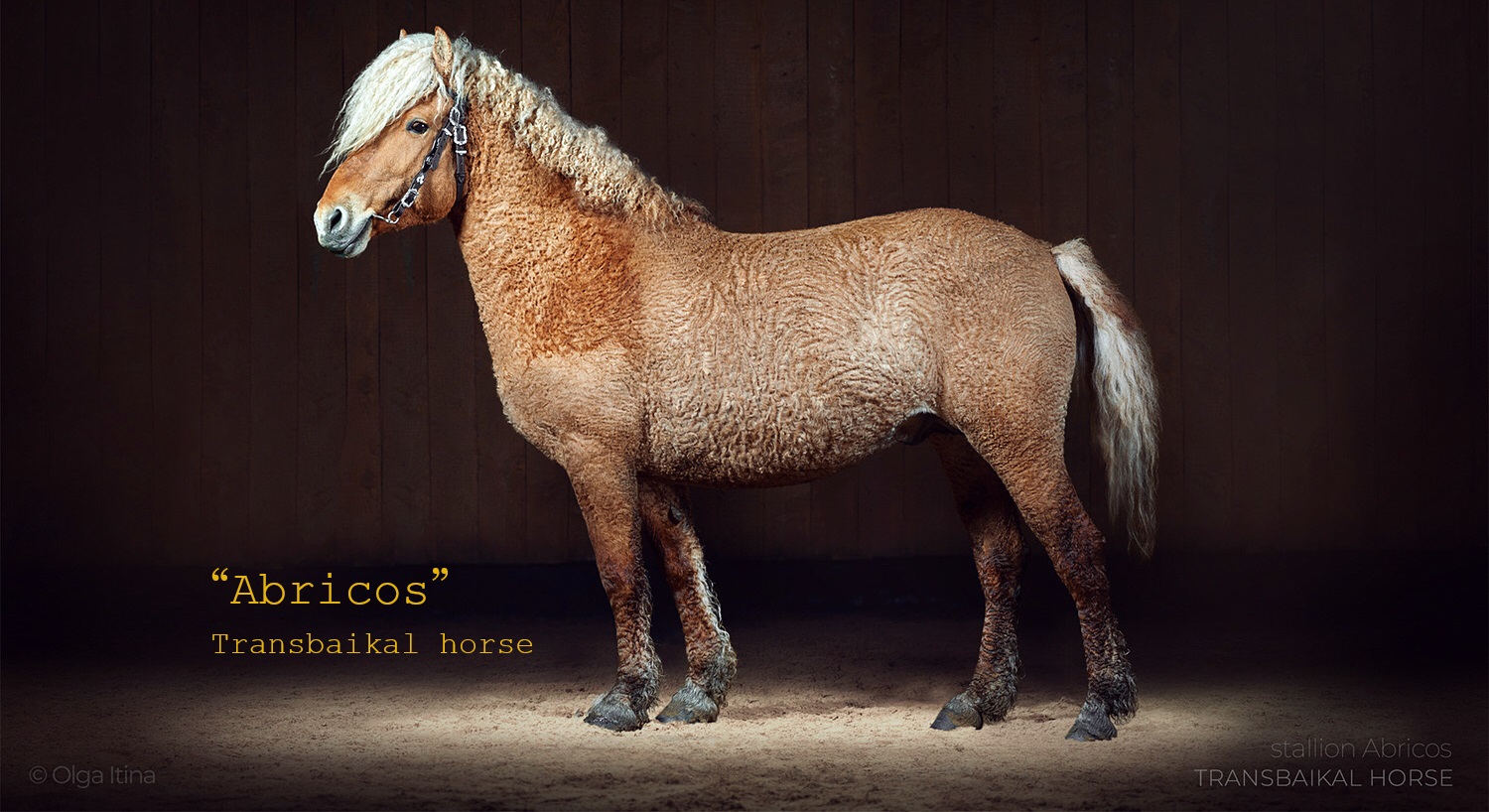 Abricos, the Transbaikal or Zabaikalskaya or